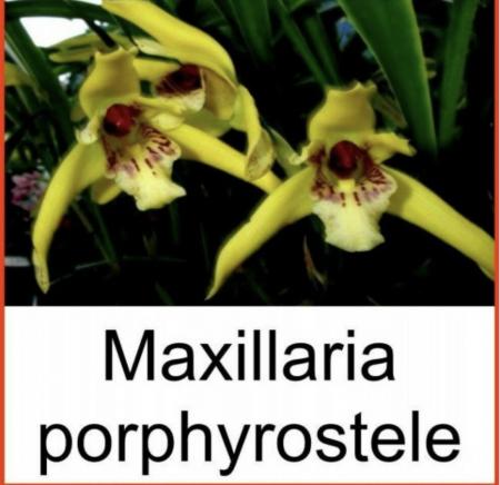 OoN Maxillaria Porphryostele Species Orchid Flowering Size Plant 80mm Pot