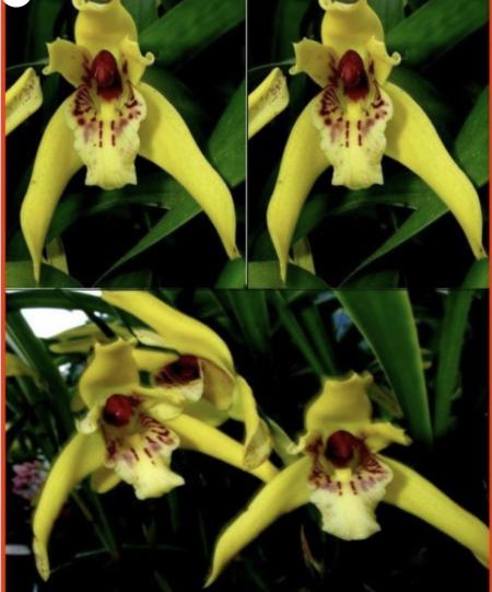 OoN Maxillaria Porphryostele Species Orchid Flowering Size Plant Mounted