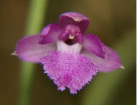OoN Neolauchia pulchella Species Orchid On cork Mounts (Sml)