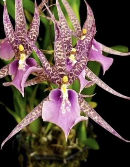 OoN Oncidium Charles M Fitch Izumi Orchid 80mm Pot