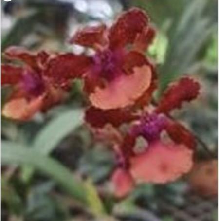 OoN Oncidium Lanceanum 354 Red Form Orchid 80mm Pots
