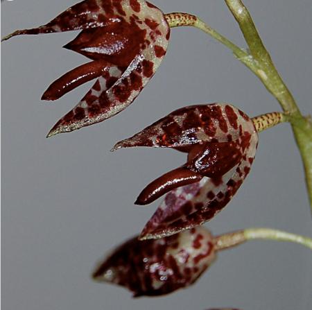OoN Pluerothallis Restrepioides Species Orchid Flowering Size 80mm Pots