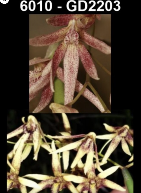 OoN Dockrillia 6010/GD2203 Mem Jean Deas Dark X Tweetie GD Orchid 68mmP