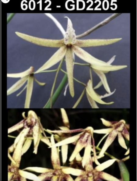 OoN Dockrillia 6012/GD2205 (Sp Aff Calamiformis X Fuliginosa) X Tweetie GD Orchid 68mm