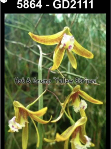 OoN Dockrillia 5864/GD2111 Hot & Grumpy Yellow Stripes X Self Orchid 68mmP