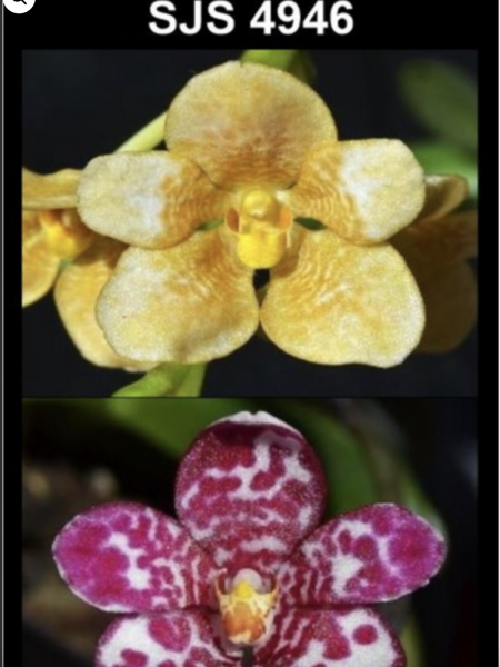 OoN Sarcochilus 4946 Newbold Bickler Annetta X Newbold Striking Leanne Orchid 80mmP