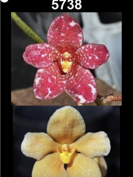 OoN Sarcochilus 5738 Newbold Telluride Tipsy X Earths Glow Tip Orchid 80mmP