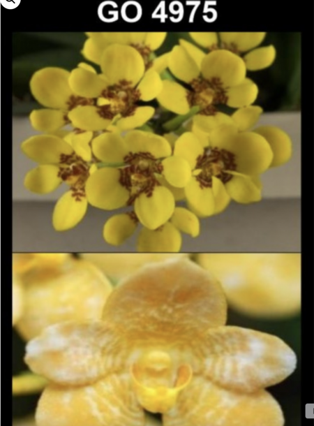 OoN Sarcochilus 4975 (Plchs Harlequin X Fitzhart) X Roberta Orchid 80mmP