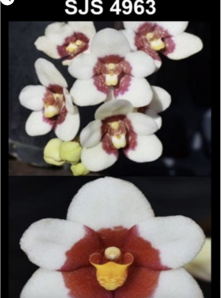 OoN Sarcochilus 4963 Newbold Cannonball X Nickys Twin Bees Orchid 80mmP