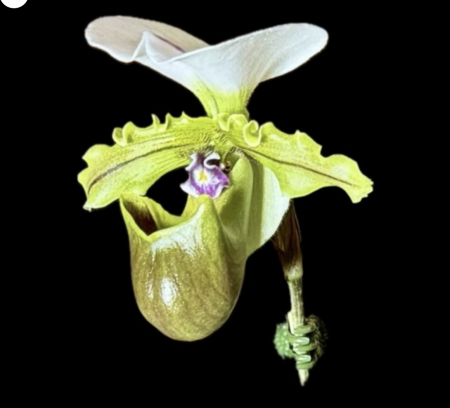 OoN Paphiopedilum Spicerianum (Small Leaf Form) Species Orchid 68mmPots FS
