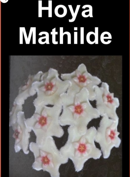 OoN Hoya Mathilde Indoor / Outdoor Wax Plants 80mm Pots