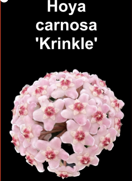 OoN Hoya Carnosa Krinkle  Indoor / Outdoor Wax Plants 100mm Pots