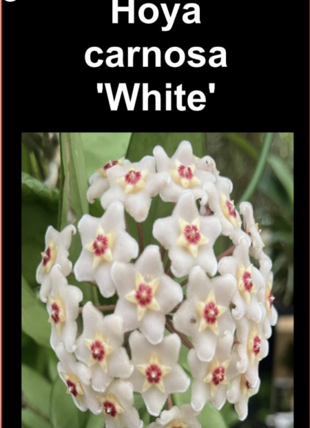 OoN Hoya Carnosa White  Indoor / Outdoor Wax Plants 100mm Pots