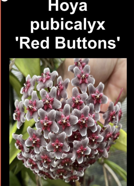 OoN Hoya Pubicalyx Red Buttons  Indoor / Outdoor Wax Plants 100mm Pots