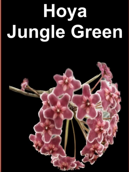 OoN Hoya Jungle Green Indoor / Outdoor Wax Plants 100mm Pots