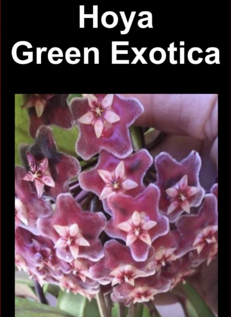 OoN Hoya Green Exotica Indoor / Outdoor Wax Plants 100mm Pots
