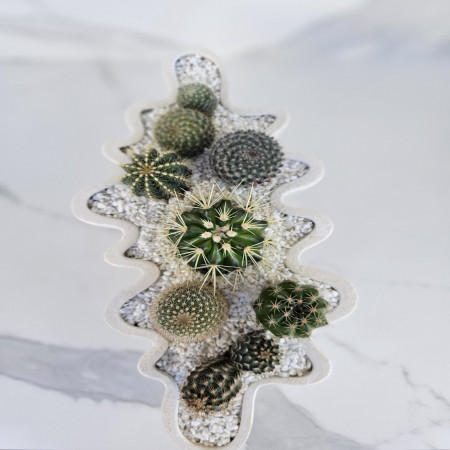 Modern Cactus Arrangement Live Indoor Plant in White Wavy Ceramic Planter