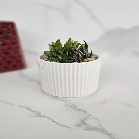 Succulent Arrangement in minimalist pot indoor plant gift and office or shelf decor