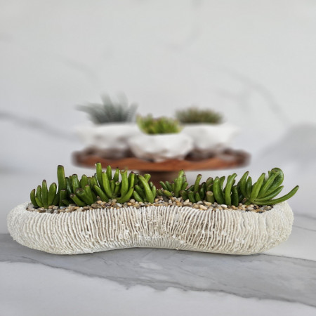 Gollum Jade Succulent Planter Coastal Coral Ceramic Bowl Arrangement