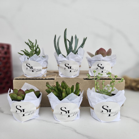 Potted Succulent Gift Set with Mini Potted Plants in Pots