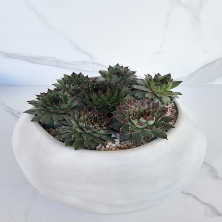 Modern White Round Succulent Planter Sempervivum Bowl ArrangementCoffee Table Centerpiece