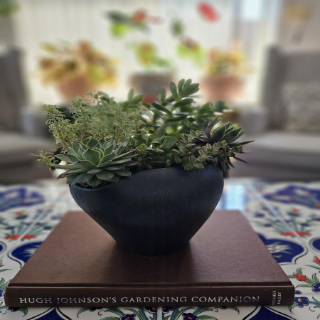 Live Succulent Arrangement in Black Modern Organic Shaped Planter
