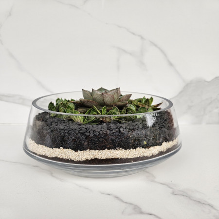 Live Succulent Terrarium Arrangement in Glass Bowl Modern Layered Unique Gift Coffee Table Centrepie