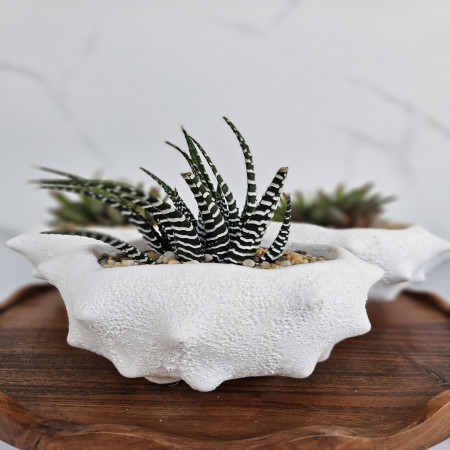 Handcrafted Textured Ceramic Planter with Haworthia Succulent Modern Minimalist Decor