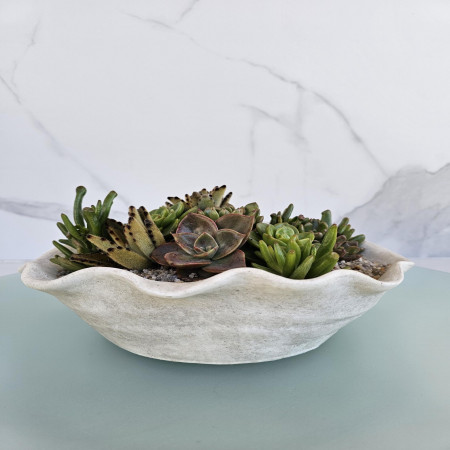 Coffee Table Decor Unique Housewarming Gift Organic Succulent Arrangement for Gifting