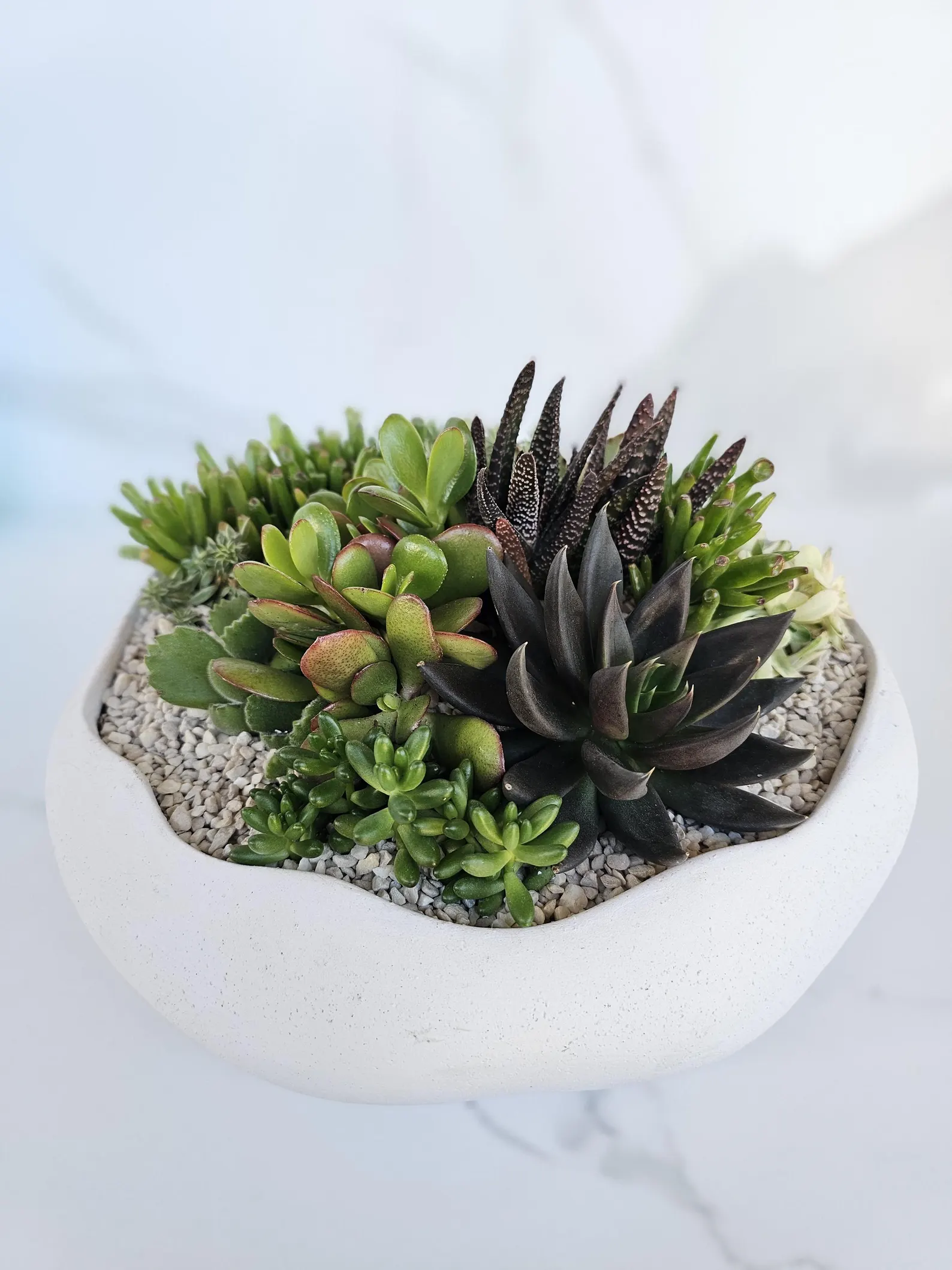 Live Succulent Arrangement Large Ceramic Planter Table Decor Centrepiece