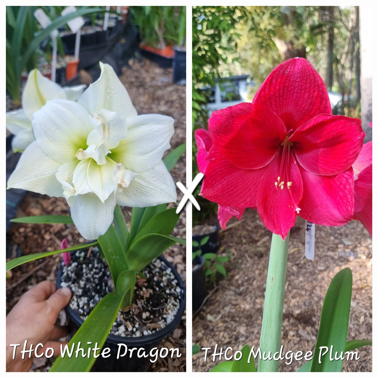 Hippeastrum Seedling 12 Month Old 'THCo White Dragon' x 'THCo Mudgee Plum' NEW