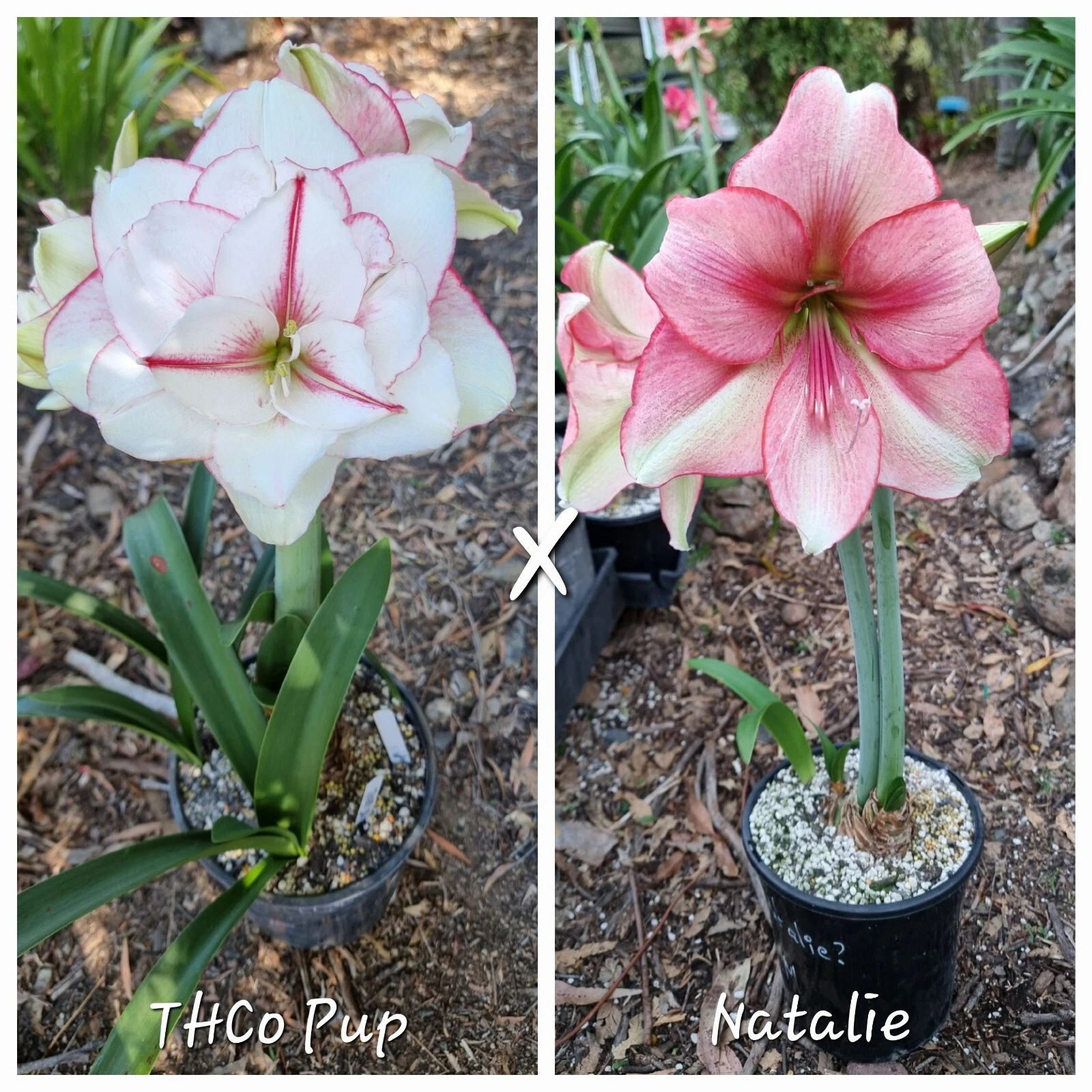 Hippeastrum Seedling 12 Month Old 'THCo Pup' x 'Natalie' NEW