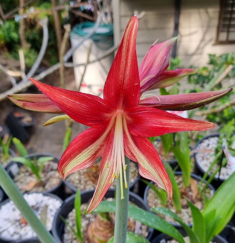 Hippeastrum 'Quito' 12- 18 Month Old bulb.