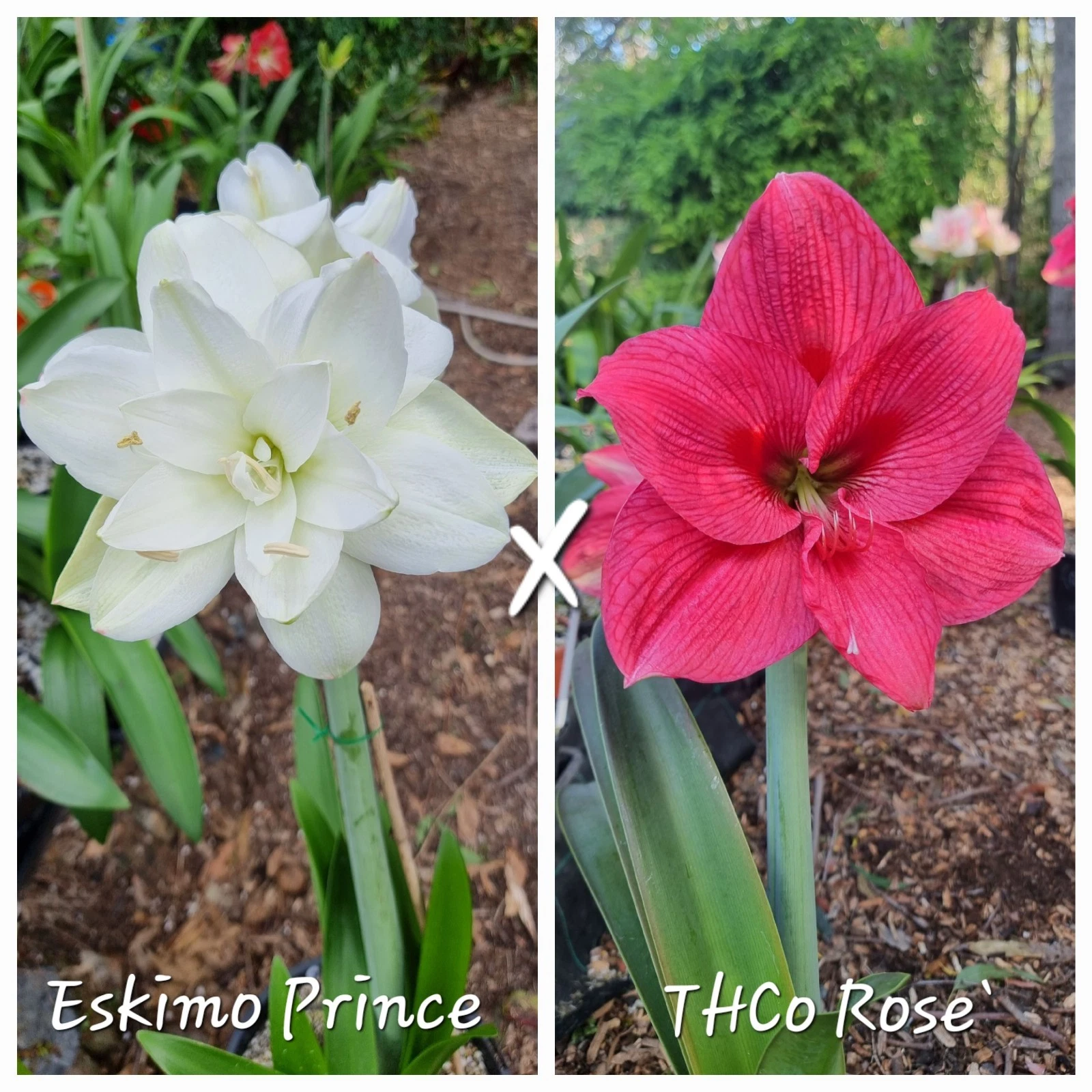 Hippeastrum Seedling 12 Month Old 'Eskimo Prince' x 'THCo Rose`'