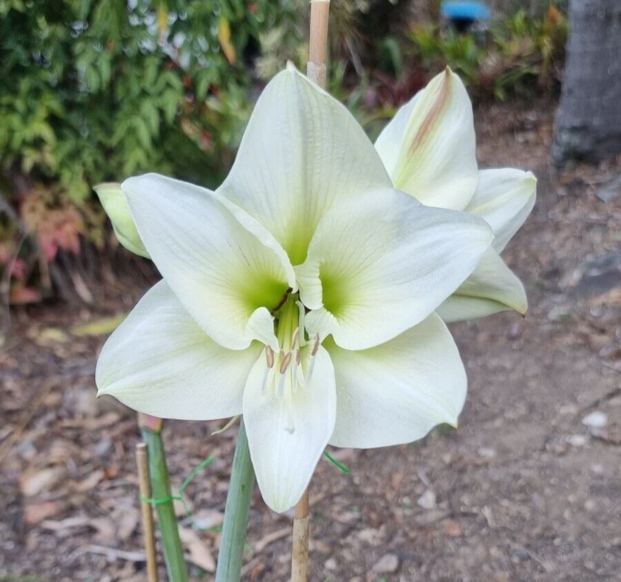 Hippeastrum 'THCo White Wings' 12- 18 Month Old Offset. Newly Released