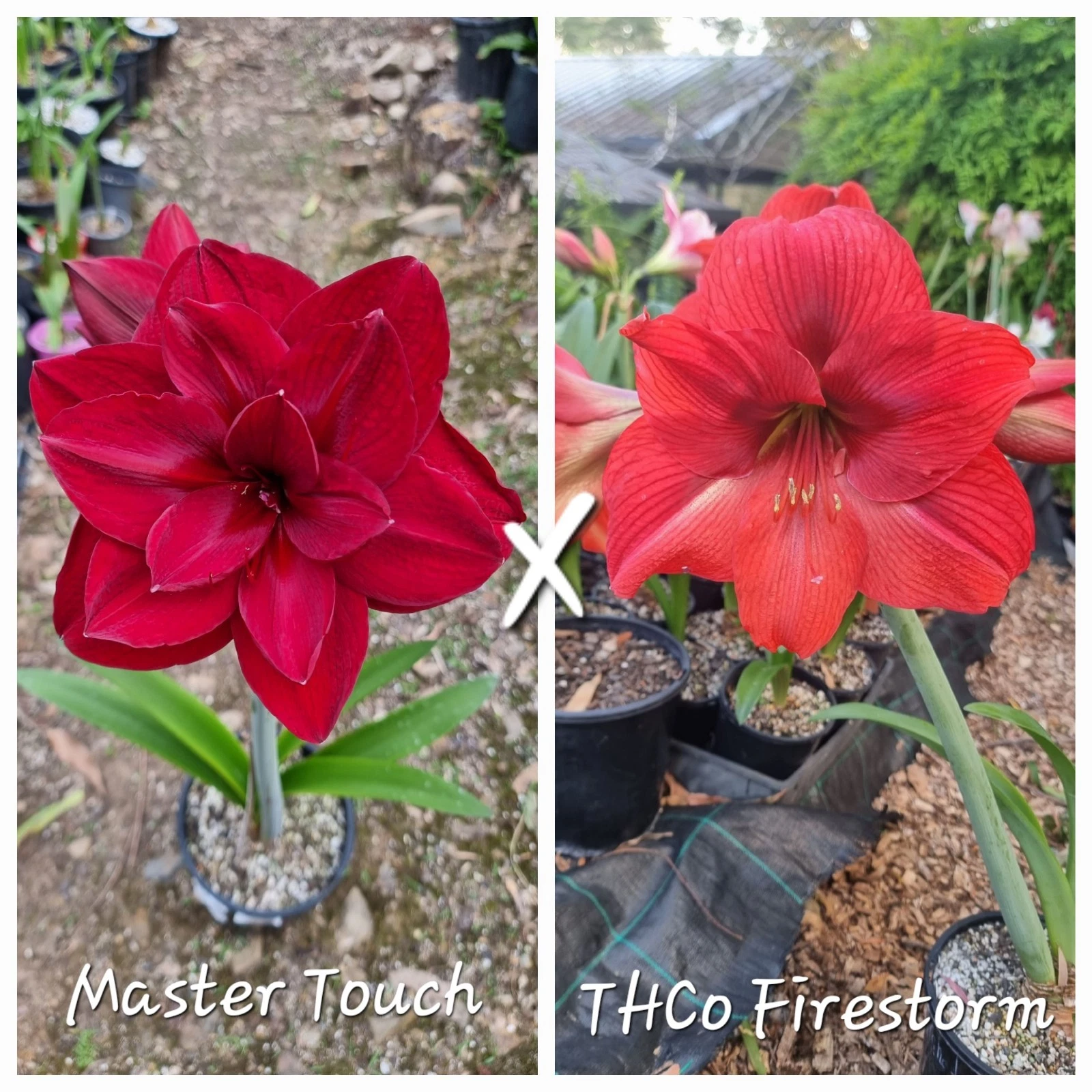 Hippeastrum Seedling 12 Month Old 'Master Touch' x 'THCo Firestorm' NEW