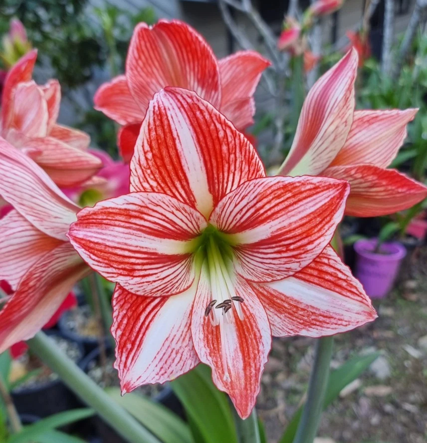 Hippeastrum Seedling 9 Month Old 'Fairytail' x self