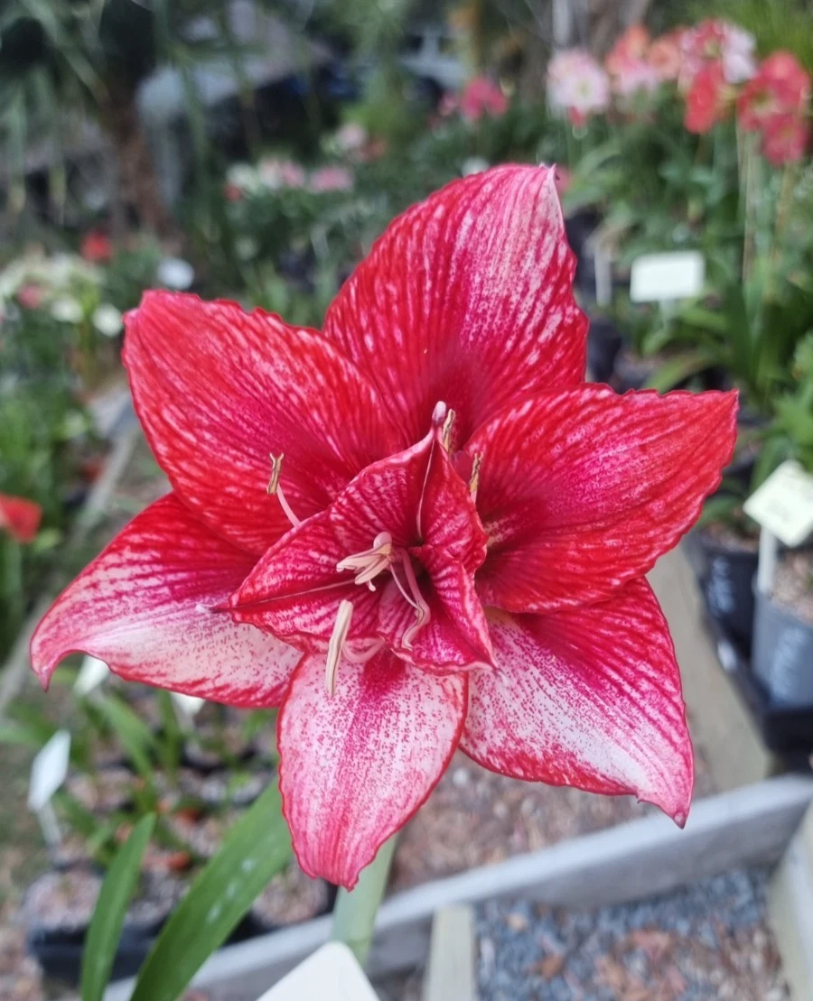 Double Hippeastrum 'Speckles' 12 Month Old Offset. Rarely Offered.