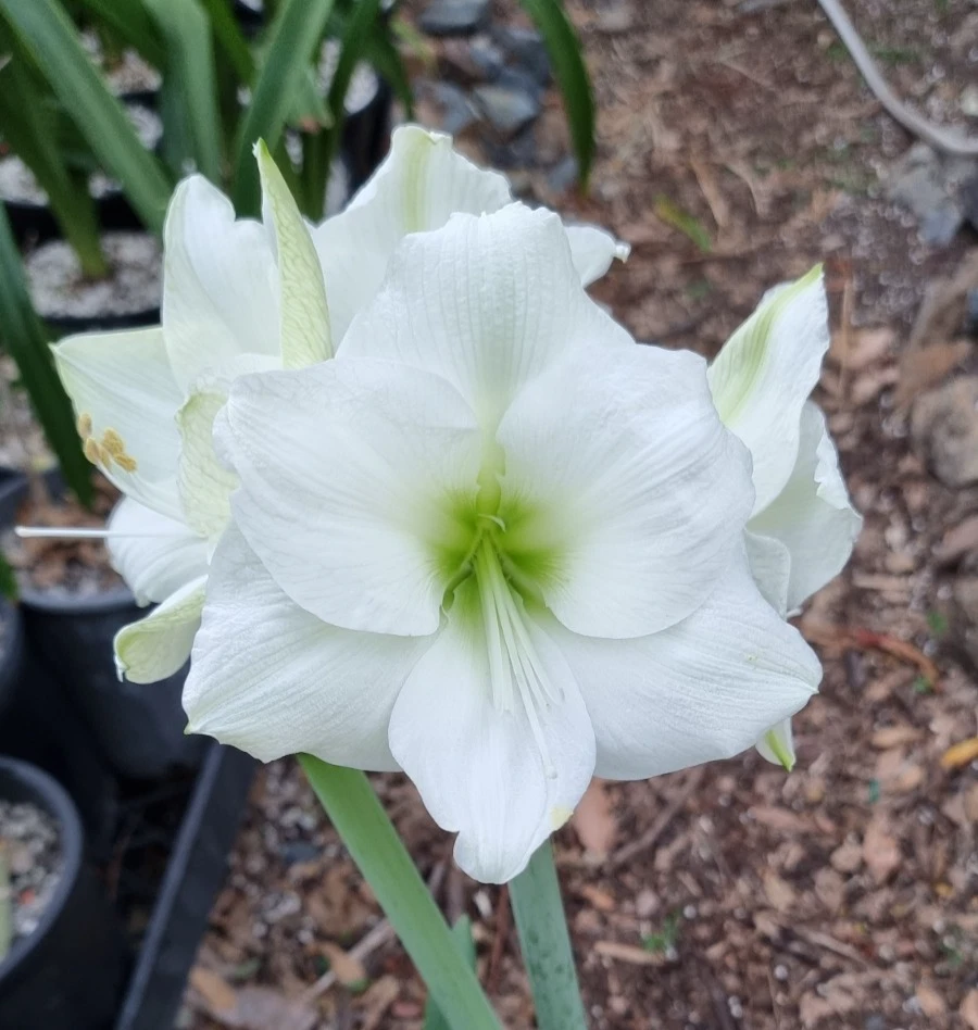 Maguires Hippeastrum 'Virgin Bride' 12-18 Month Old Offset. Sought After.