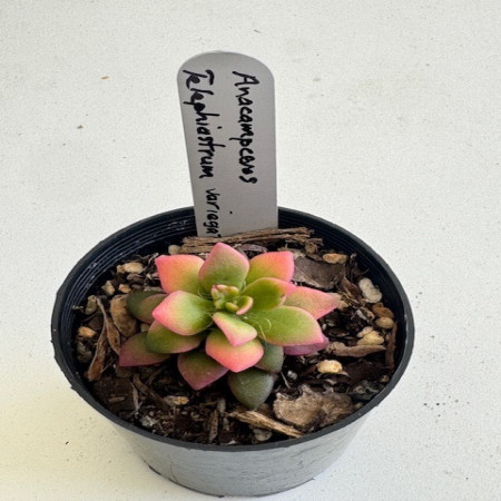 Anacampseros telephiastrum variegata