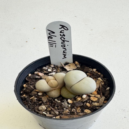 Lithops ruschiorum nellii