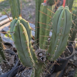 Trichocereus cutting