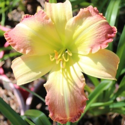 Daylily Hybrid    Bill Tonn x Deathly Hallows 'b'