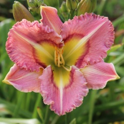 Daylily Hybrid    Born to be Wild x Sharyn Lianne 'a'