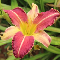 Daylily Hybrid    Cactus Blossom x Spacecoast Chomp! Chomp! 'a'