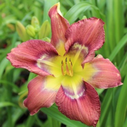 Daylily Hybrid    Totem & Taboo x Neptune's Daughter 'a'