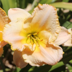 Daylily Hybrid    Sweet Allure x Serenity Day 'a'