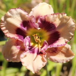 Daylily Hybrid    Rugged Raven x Patterned for Success 'a'
