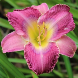 Daylily Hybrid    (Caught By Surprise x Gnashing of Teeth) x Disturbance in the Force 'a'