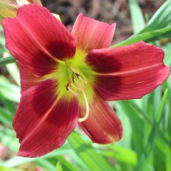 Daylily Hybrid   Pixie Dragon x Search for Green Pastures 'a'